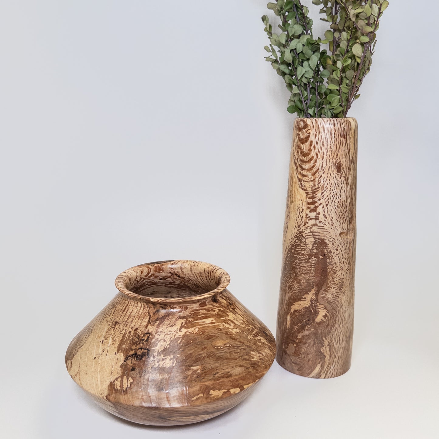 Black Walnut Sapwood Companion Vessels